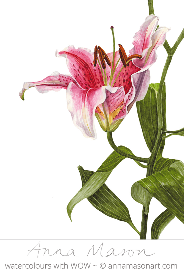 600x888 Anna Mason On Twitter A Beautiful Stargazer! - Watercolor Stargazer Lily