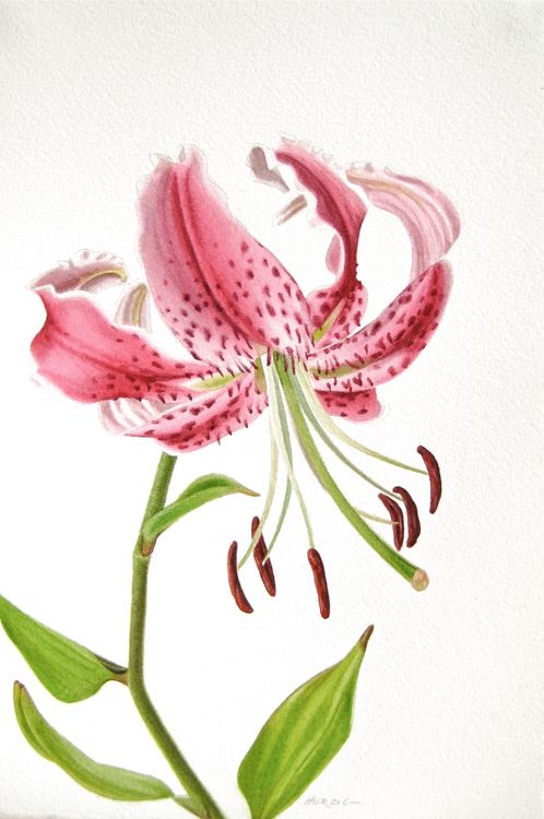 498x750 Stargazer Lily Vector + Design + Art Watercolor - Watercolor Stargazer Lily