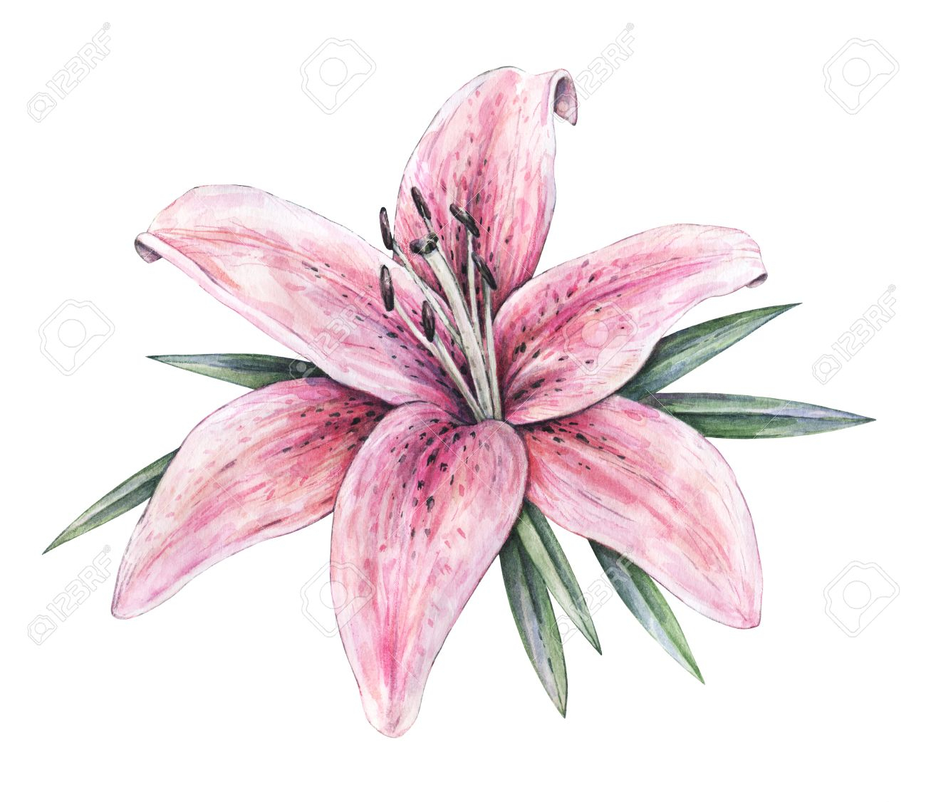 1300x1126 Stargazer Lily Drawing Pink Lily Flowers Isolated On White - Watercolor Stargazer Lily