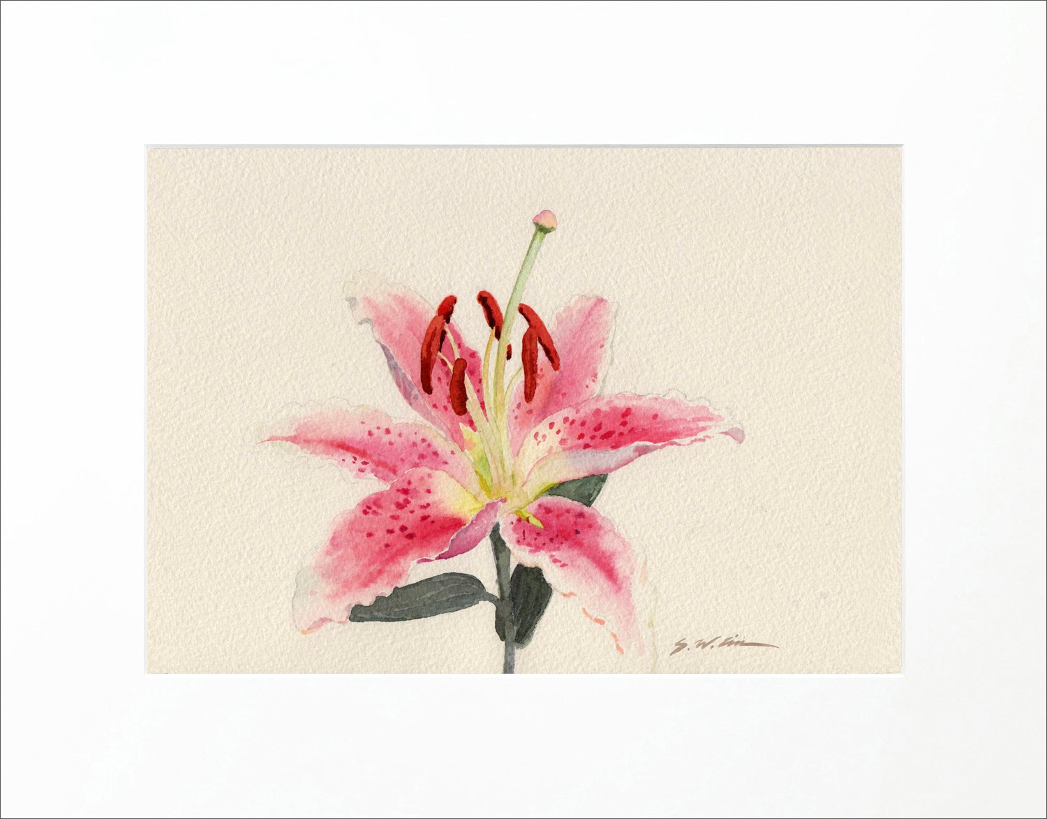 1500x1173 Stargazer Lily Giclee Print Of Watercolor Painting - Watercolor Stargazer Lily