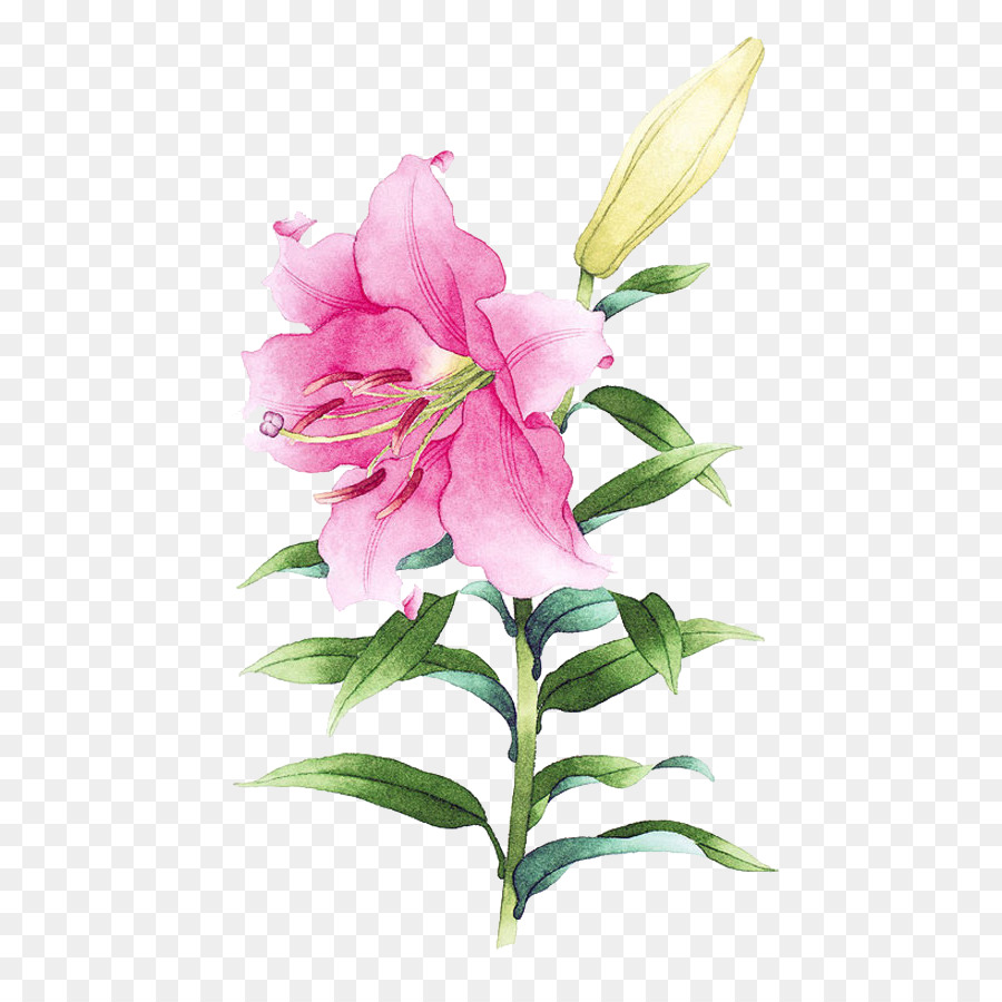 900x900 Watercolor Painting Drawing Illustration - Watercolor Stargazer Lily