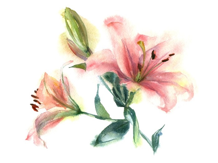 700x525 Watercolor Painting Of Flowers. Pink Lily On A White Background - Watercolor Stargazer Lily