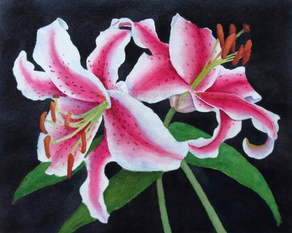 570x456 Stargazer Lilies Watercolor Lily Painting Botanical - Watercolor Stargazer Lily