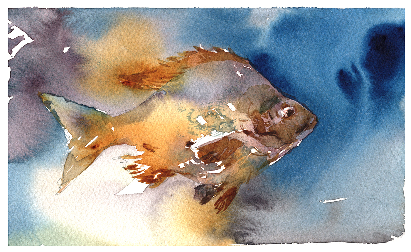 1400x860 Tasty Watercolor Fish In A Few Easy Steps! Citizen Sketcher - Watercolor Steps
