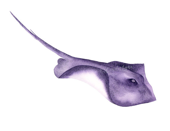 570x439 Purple Stingray Watercolor Print, Stingray Art, Stingray - Watercolor Stingray