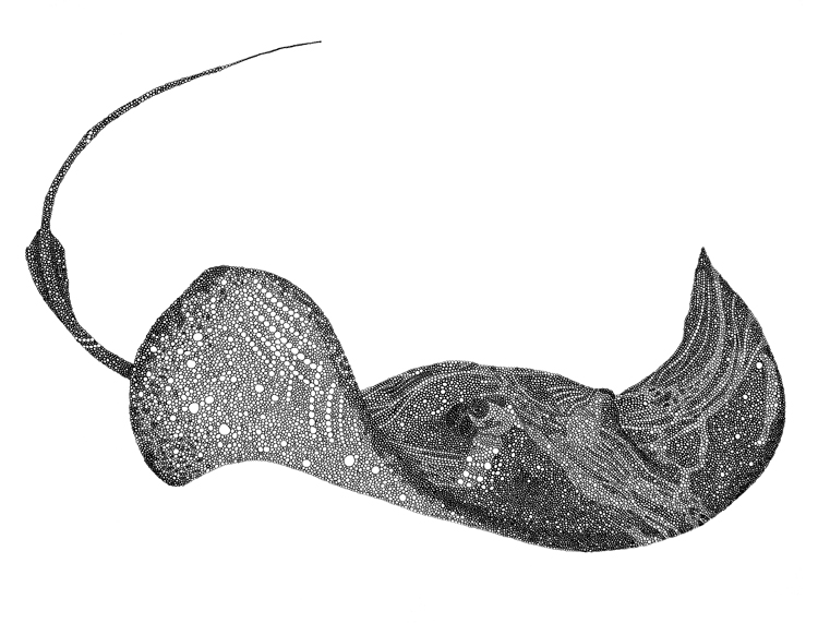 750x571 Stingray Watercolor 85586 Loadtve - Watercolor Stingray