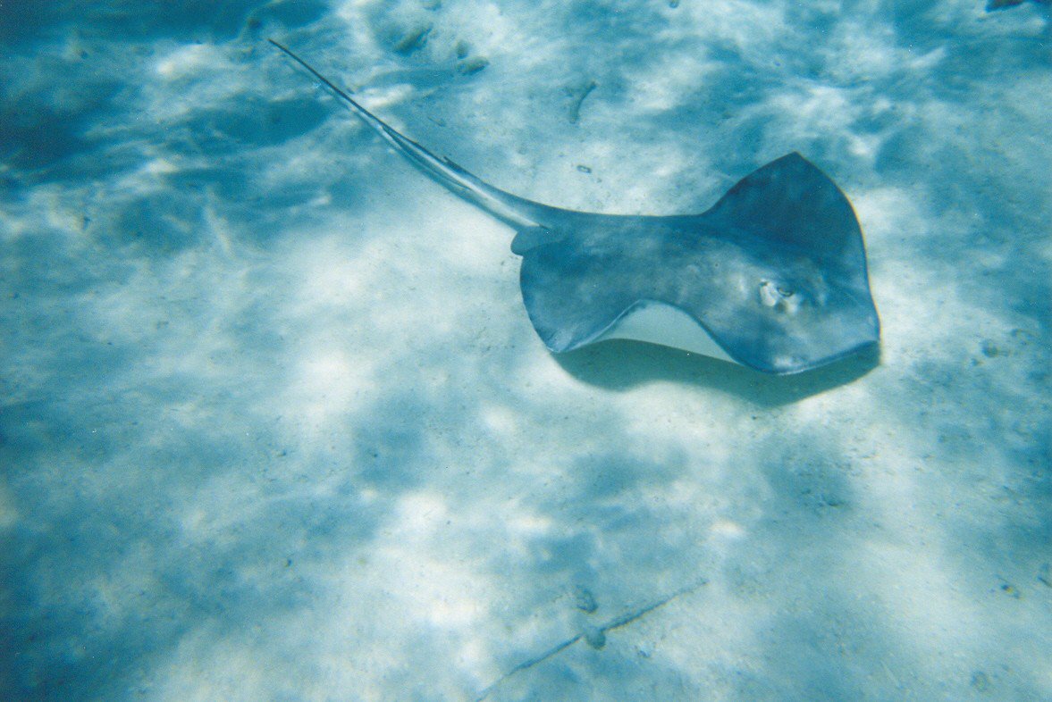 1177x786 Stingray By Animal Estocastico - Watercolor Stingray