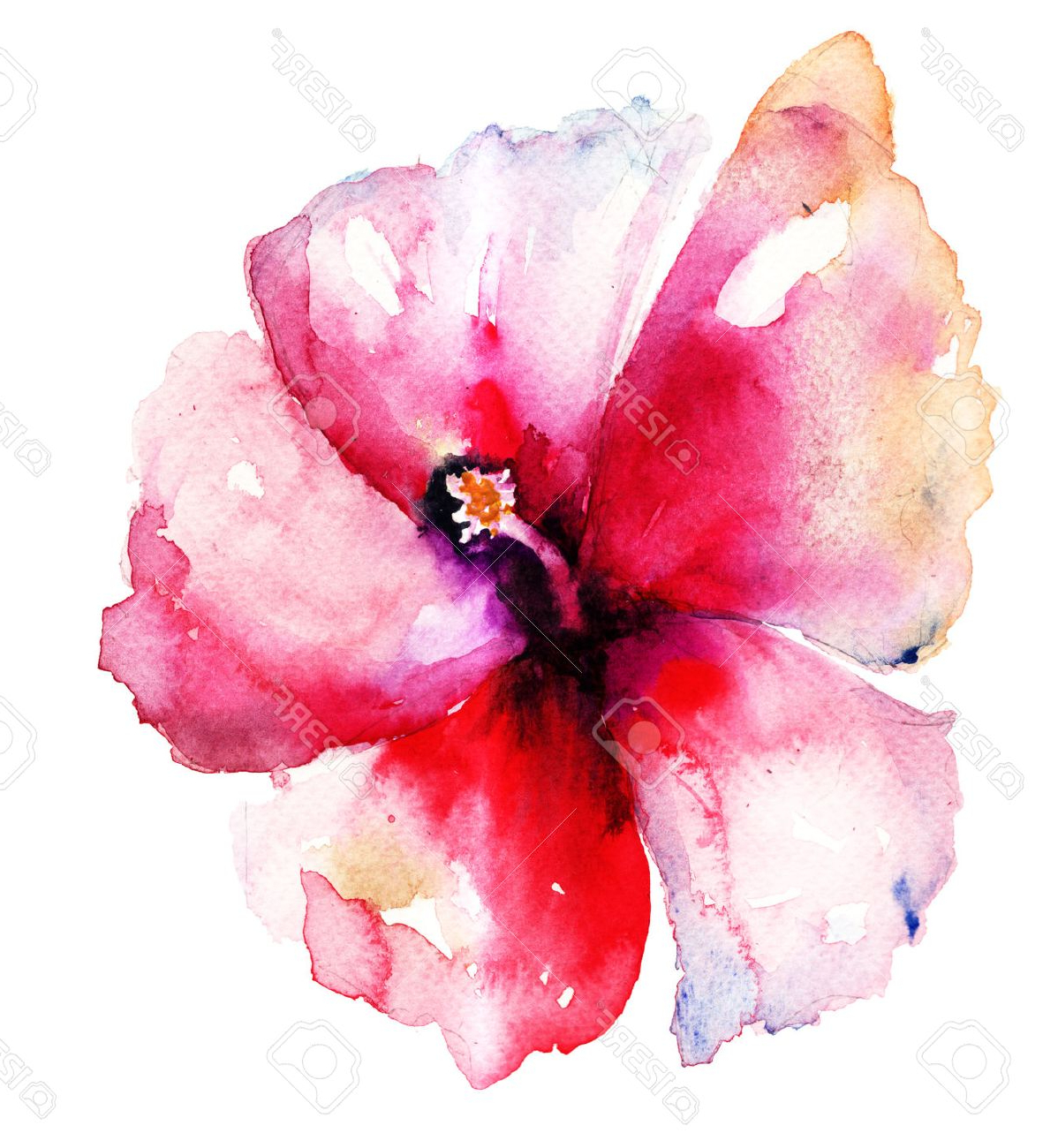 1198x1300 Hibiscus Watercolor Paintings Red Hibiscus Flower,watercolor - Watercolor Stock