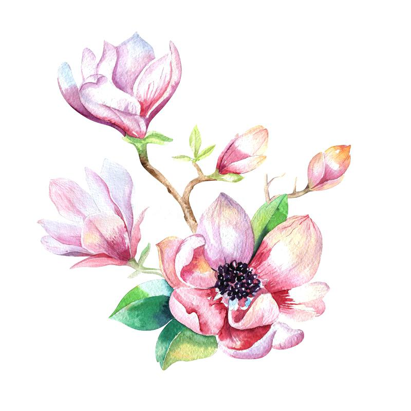 800x800 Download Painting Magnolia Flower Wallpaper Hand Drawn Watercolor - Watercolor Stock Photo