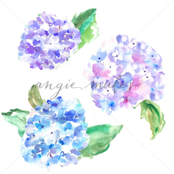 600x600 Painted Hydrangea Flowers. Watercolor Hydrangea Download. - Watercolor Stock Photo
