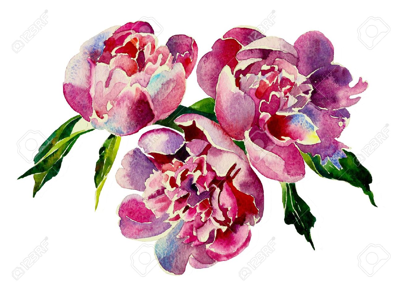 1300x944 Three Pink Peonies Watercolor Stock Photo Picture And Royalty Free - Watercolor Stock Photo