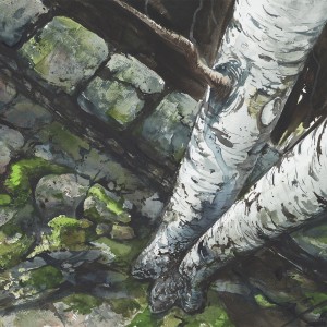300x300 Original Art Watercolor Print Of Birches Over Stone Wall Bruce - Watercolor Stone