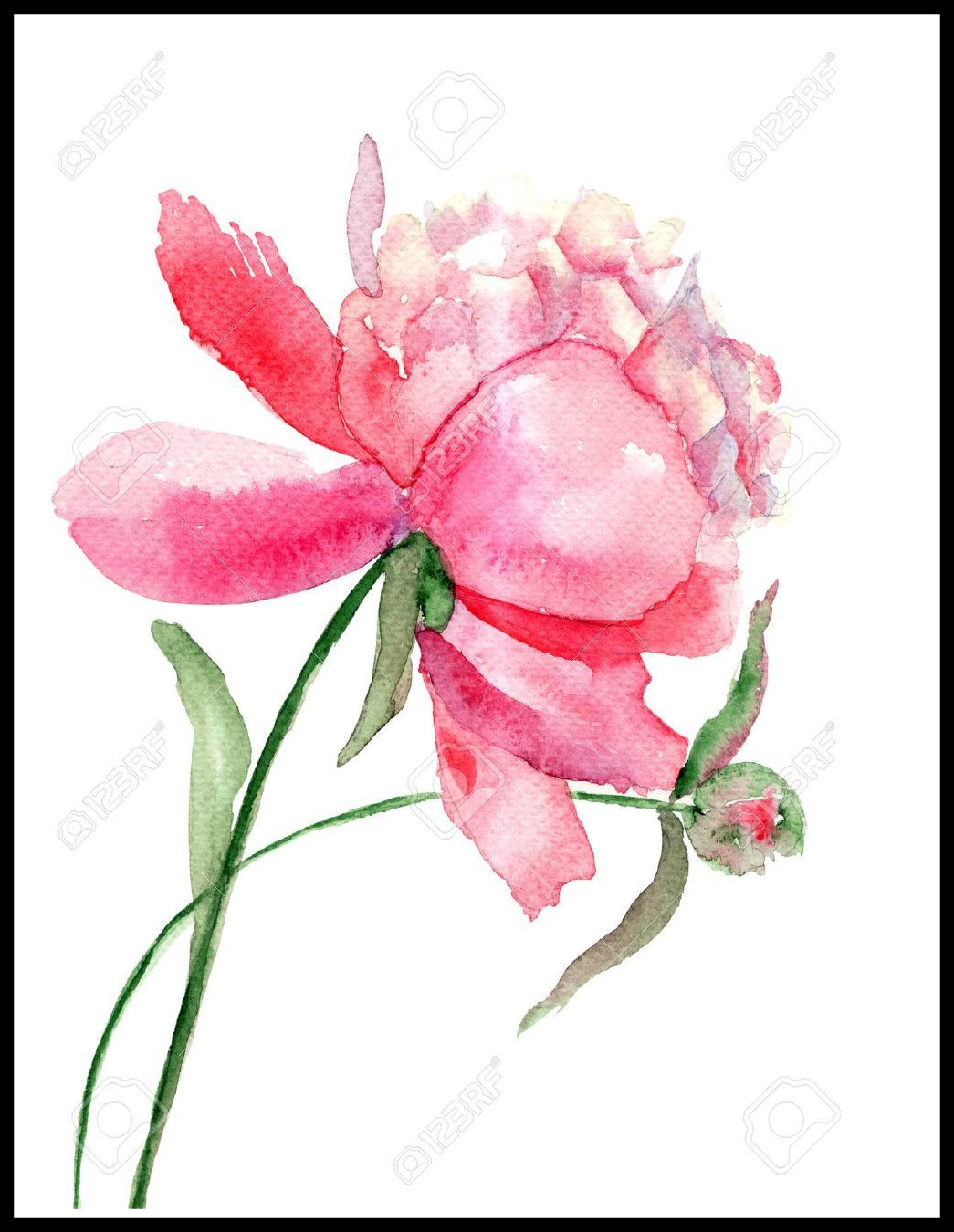 1045x1350 Amazing Peony Flower Watercolor Painting Stock Photo Of Drawing - Watercolor Styles
