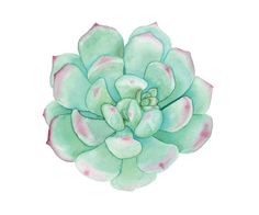 236x196 Pin By Sharon Saraceno Prosser On Watercolors - Watercolor Succulent