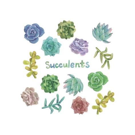 473x473 Watercolor Succulent Set Prints By Nadydy - Watercolor Succulent