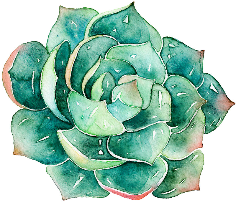800x686 Watercolor Succulent Sticker Stickers Southprints Redbubble - Watercolor Succulent