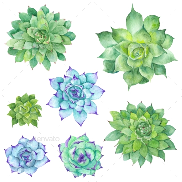590x590 Watercolor Succulents Set By Kisika Graphicriver - Watercolor Succulent