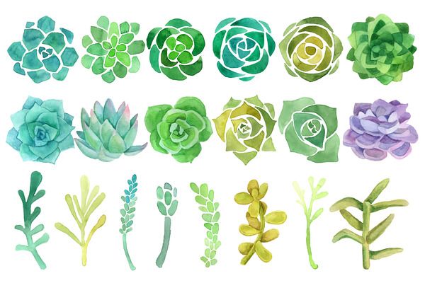 600x400 Watercolor Cactus And Succulent Set By Just Create On Creative - Watercolor Succulent