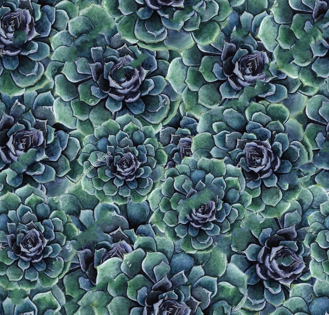 640x614 Cactus Birthday Watercolor Succulent Flowers Photography - Watercolor Succulent