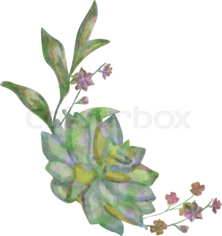 751x800 Drawn Watercolor Succulent Flower Vector Illustration. Watercolor - Watercolor Succulent