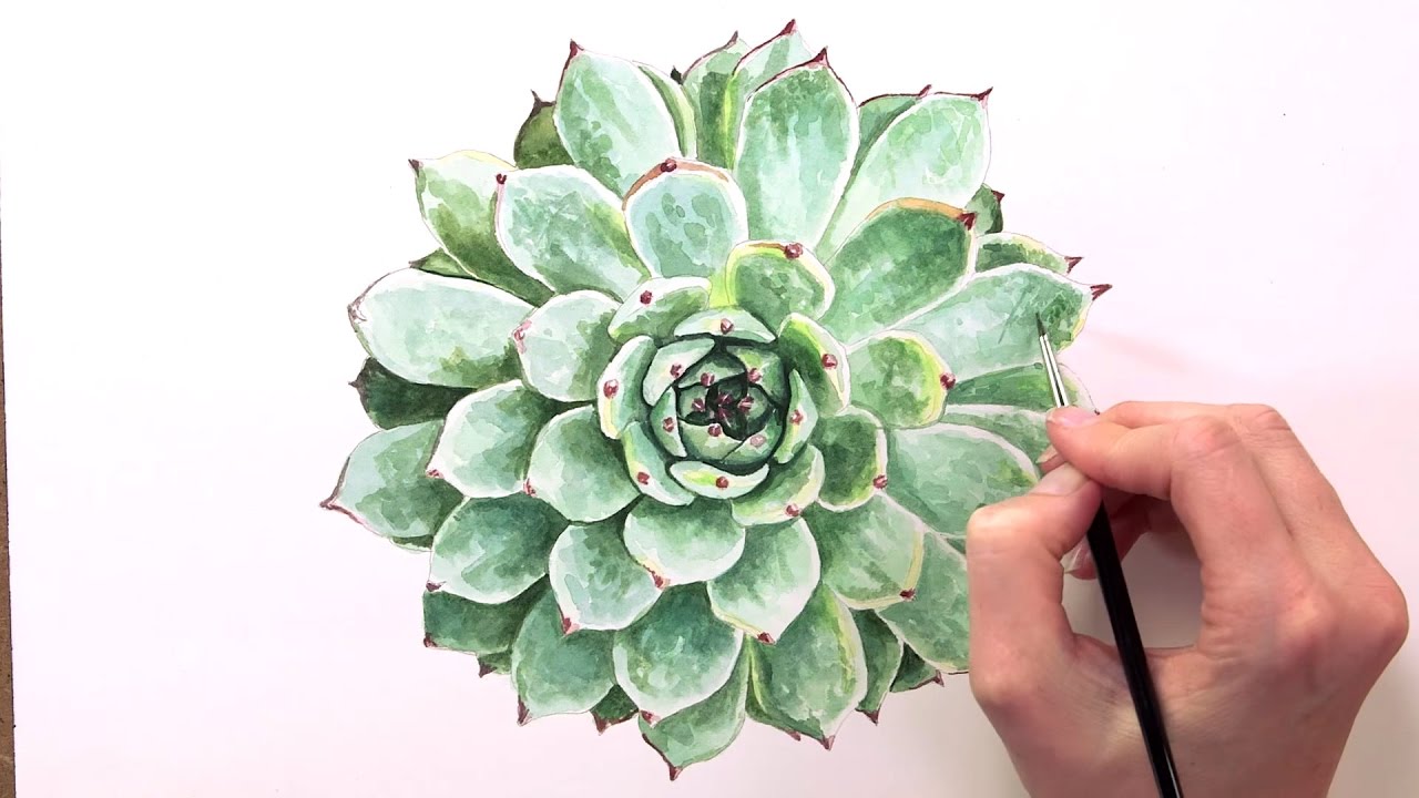 1280x720 How To Paint Succulent Leaves In Watercolor - Watercolor Succulent