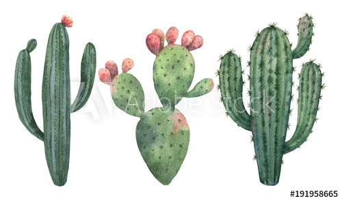 500x294 Watercolor Vector Set Of Cacti And Succulent Plants Isolated On - Watercolor Succulent Background