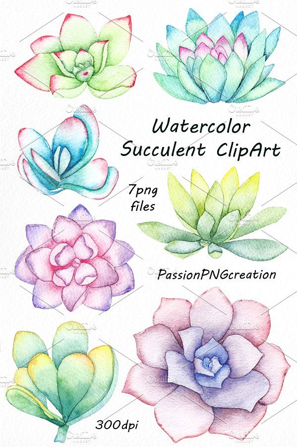 599x900 Watercolor Succulent Clipart By Passionpngcreation On - Watercolor Succulent Clipart