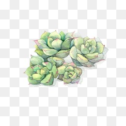 260x260 Watercolor Succulent Png, Vectors, Psd, And Clipart For Free - Watercolor Succulent Clipart