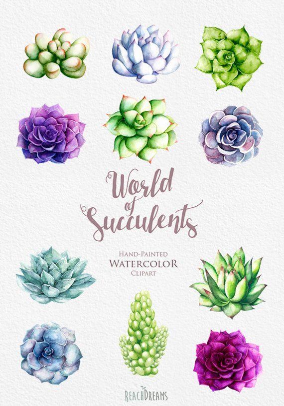 Watercolor Succulent Clipart at PaintingValley.com | Explore collection ...