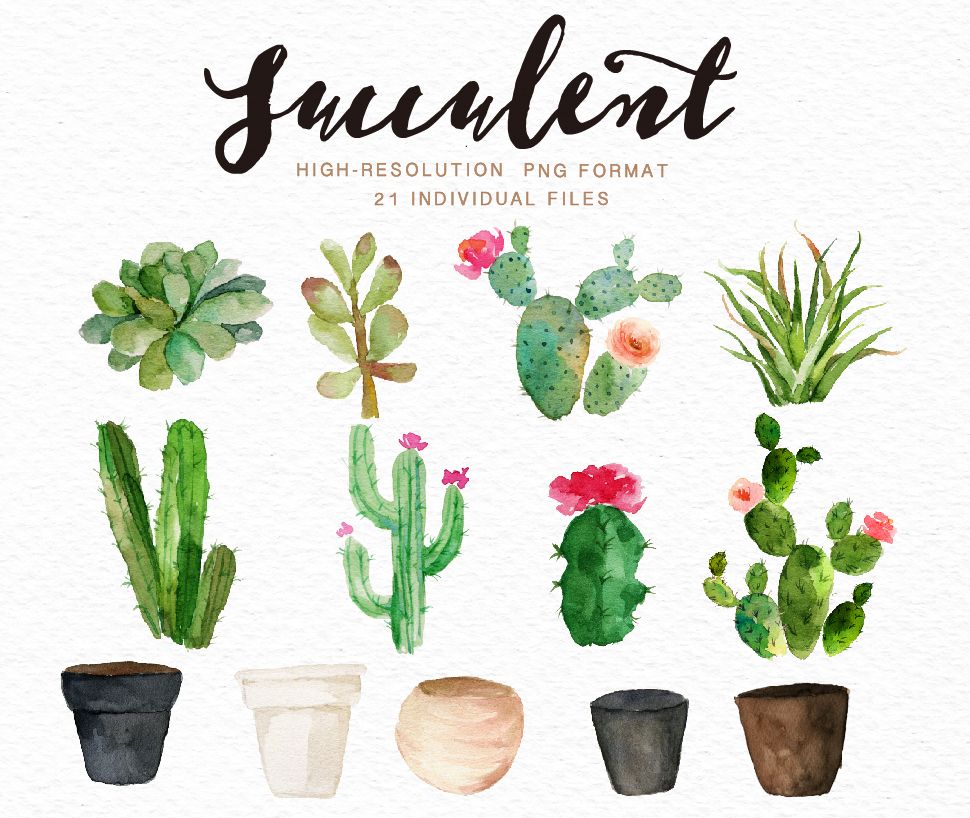 970x818 Watercolor Succulent Clip Art Collection On Behance Watercolors - Watercolor Succulent Clipart