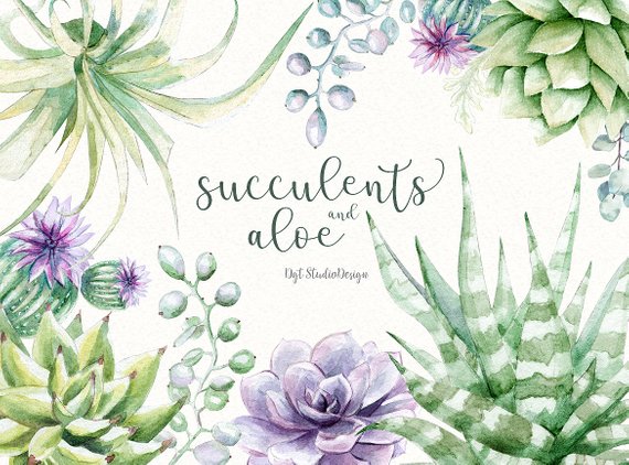 570x422 Watercolor Succulent Clipart Aloe Elements Separate Lilac Etsy - Watercolor Succulent Clipart