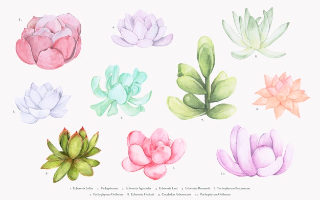 626x391 Succulent Vectors, Photos And Psd Files Free Download - Watercolor Succulent Clipart