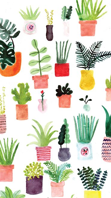 370x657 Allie Newman Wallpaper, Watercolor And Plants - Watercolor Succulent Wallpaper