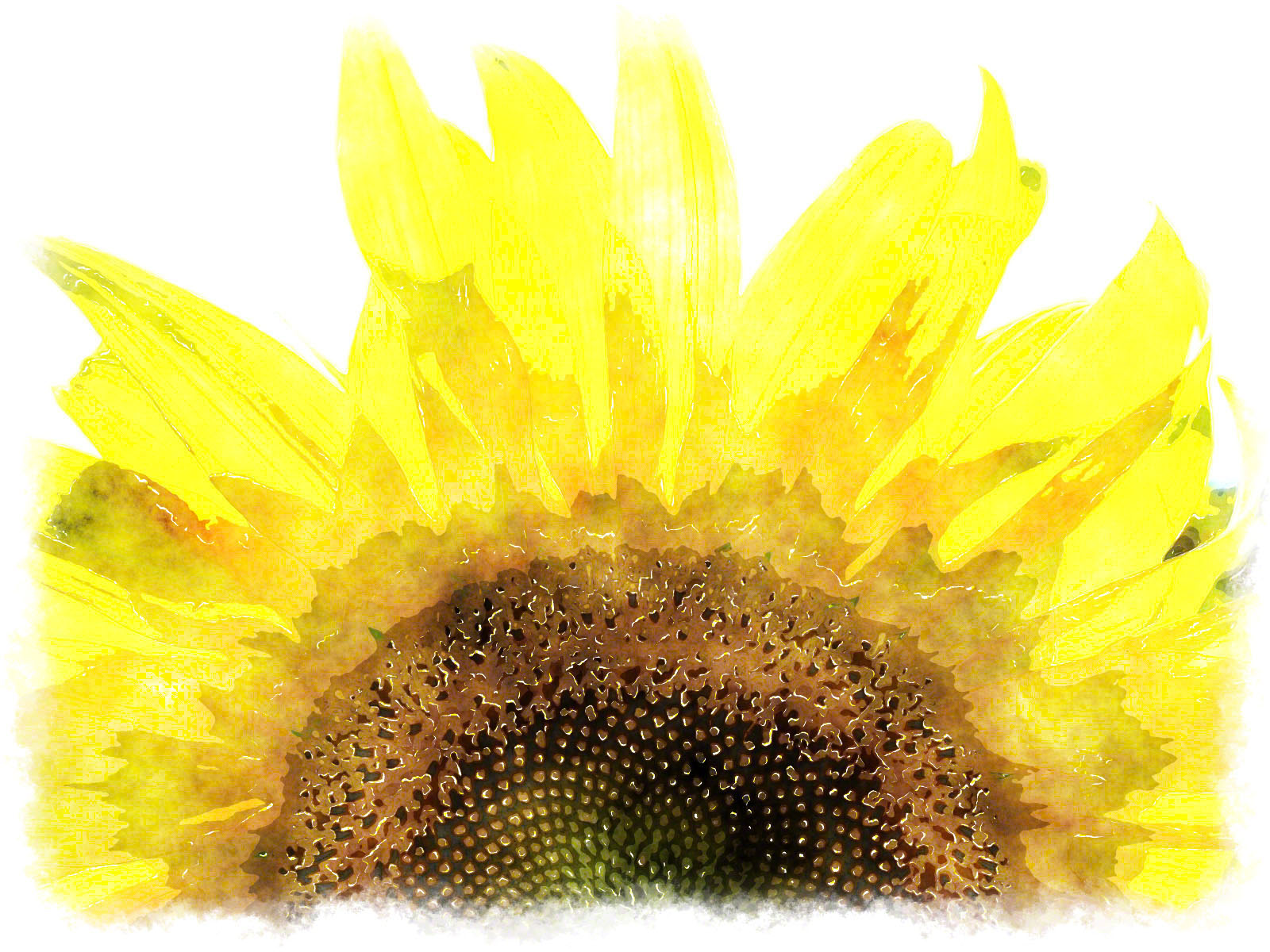 1600x1200 Watercolor Sunflower Paintings, Watercolor Sun Flower Picture - Watercolor Sun