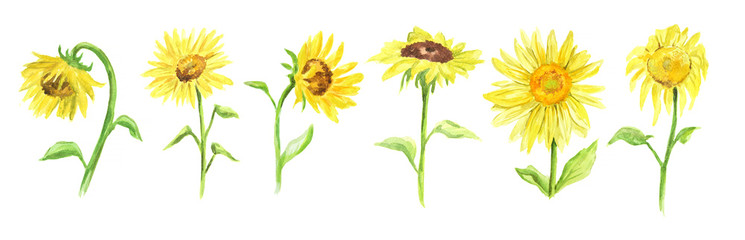 745x240 Sunflower Watercolor Photos, Royalty Free Images, Graphics - Watercolor Sunflower Step By Step