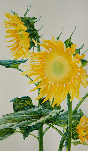 Watercolor Sunflower Step By Step at PaintingValley.com | Explore ...