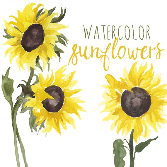 570x570 Watercolor Sunflower Clip Art Floral Summer Clipart Etsy - Watercolor Sunflower Step By Step