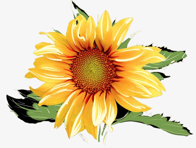 650x491 Watercolor Sunflowers, Watercolor Clipart, Watercolor, Sunflower - Watercolor Sunflower Step By Step
