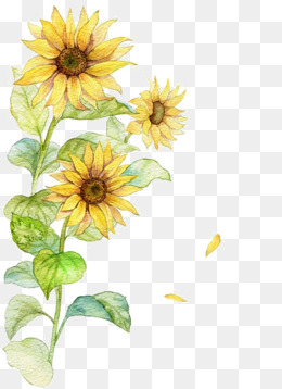 260x358 Watercolor Sunflowers Png, Vectors, Psd, And Clipart For Free - Watercolor Sunflower Step By Step