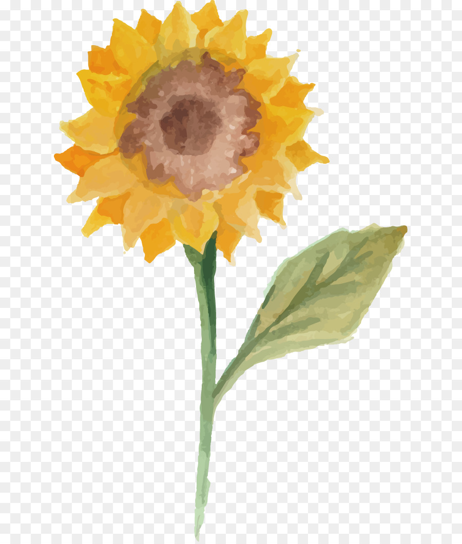 900x1060 Common Sunflower Watercolor Painting Illustration - Watercolor Sunflower Step By Step