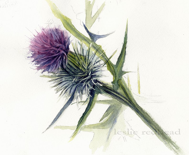 792x649 Leslie Redhead Fine Art Prickly Purple Thistle - Watercolor Thistle