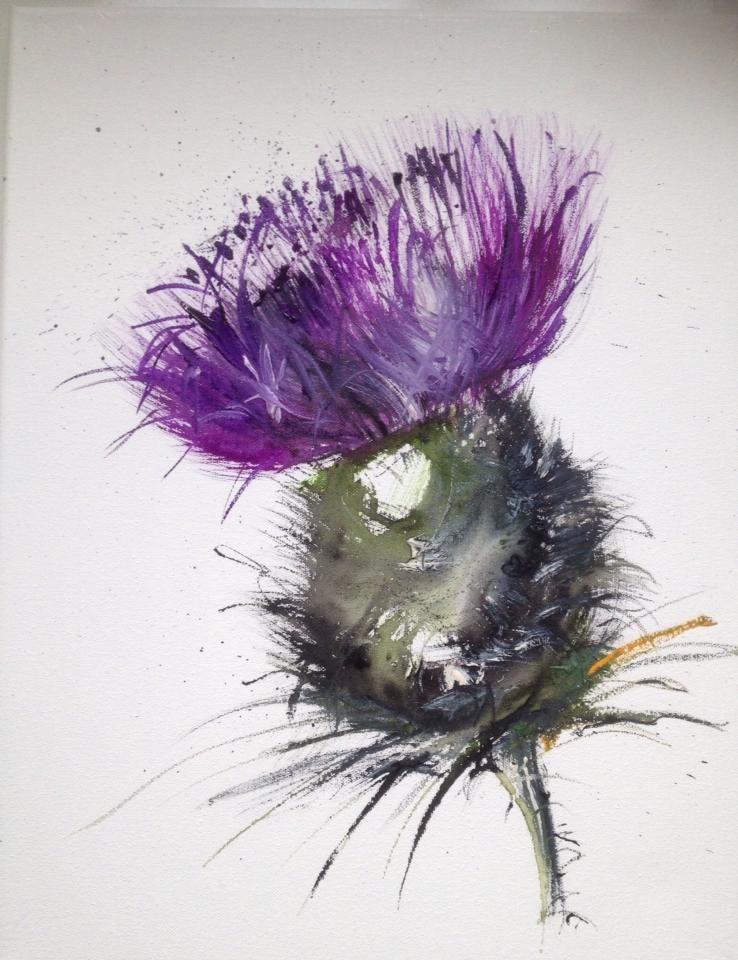 738x960 Thistles For Exhibition. Tattoos Exhibitions - Watercolor Thistle