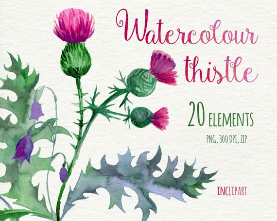570x455 Watercolor Thistle Wreath Corner Elements Clip Art. Hand Etsy - Watercolor Thistle