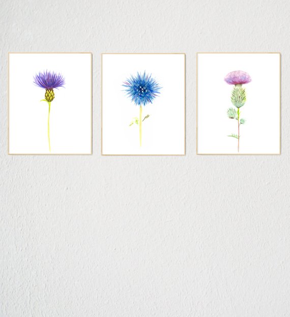 570x624 Watercolor Thistle Set Of 3printable Watercolorfloral Wall Etsy - Watercolor Thistle