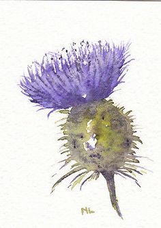 236x333 Completed Plant Of The Fortnight Thistle Printpattern - Watercolor Thistle