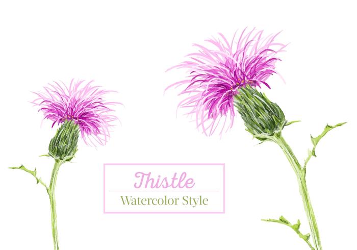 700x490 Free Thistle Watercolor Vector - Watercolor Thistle