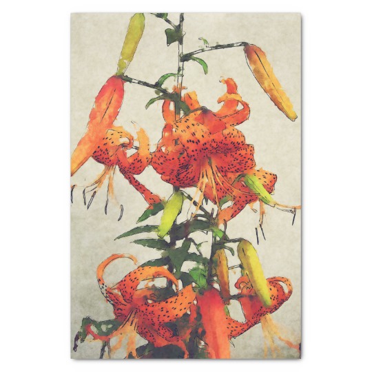 540x540 Orange Watercolor Tiger Lily 1 Tissue Paper - Watercolor Tiger Lily