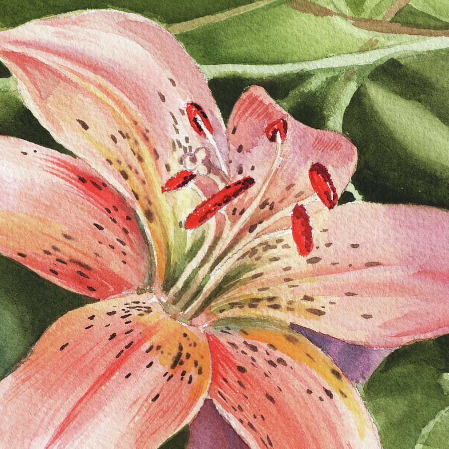 900x900 Tiger Lily Close Up Painting By Irina Sztukowski - Watercolor Tiger Lily