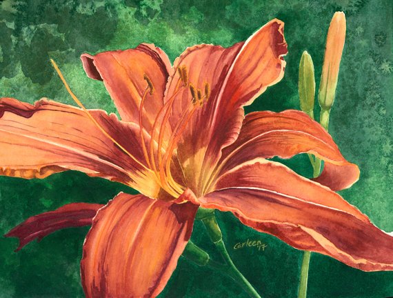 570x432 Tiger Lily Giclee Print From Original Watercolor Painting Etsy - Watercolor Tiger Lily