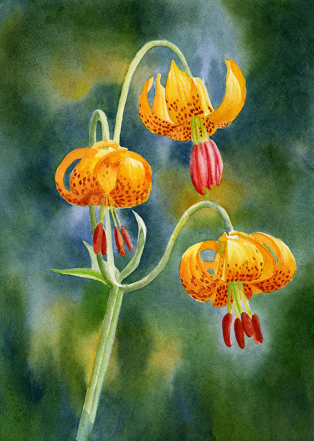 640x900 Tiger Lily Paintings Fine Art America - Watercolor Tiger Lily